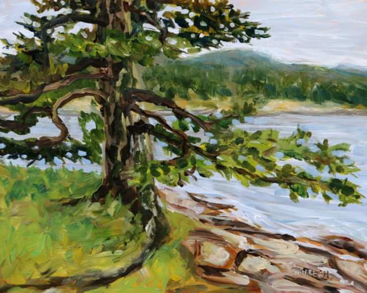 Old Fir Active Pass by Terrill Welch | Artwork Archive